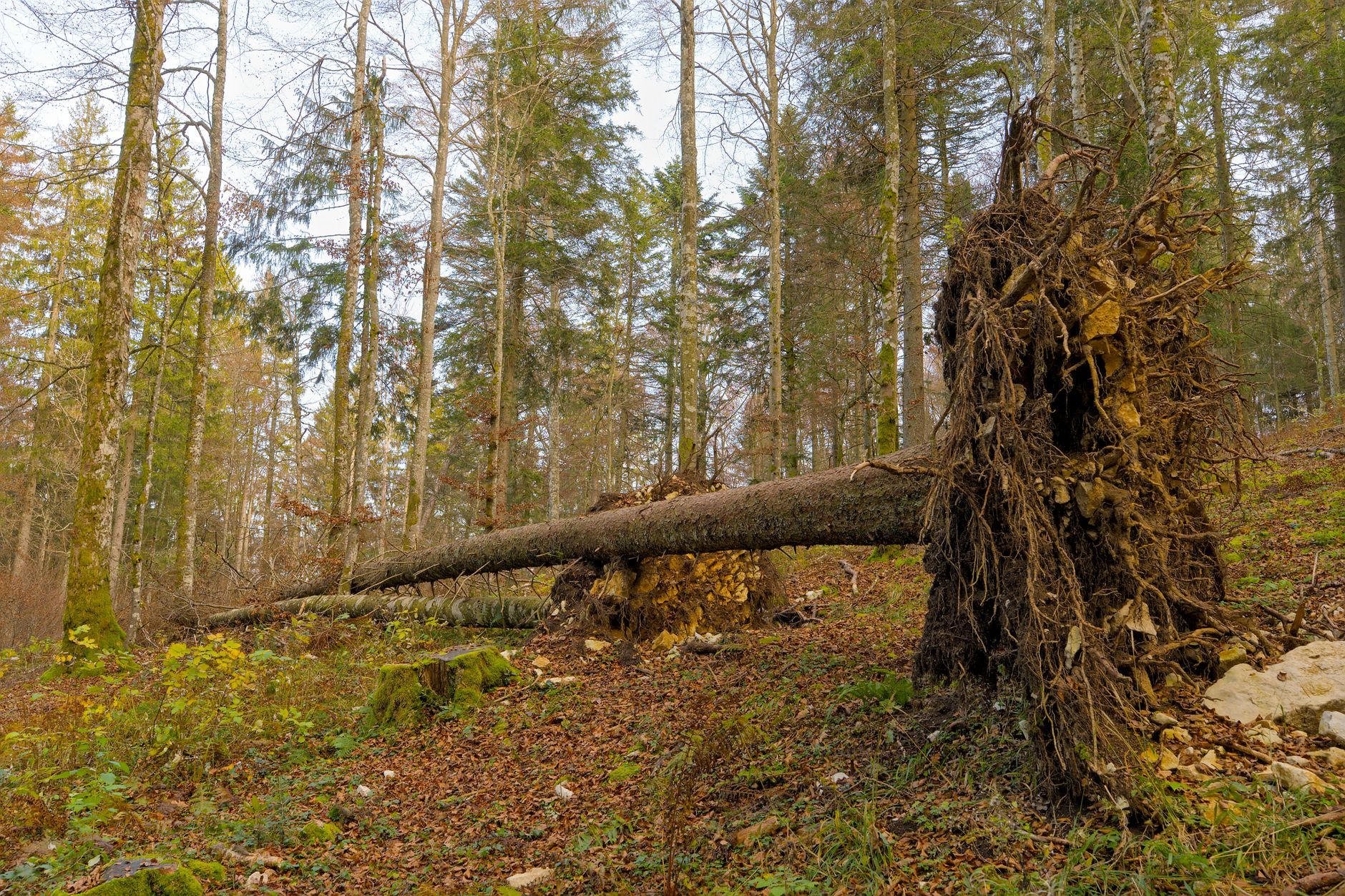 Enlèvement arbre urgence à Koungou